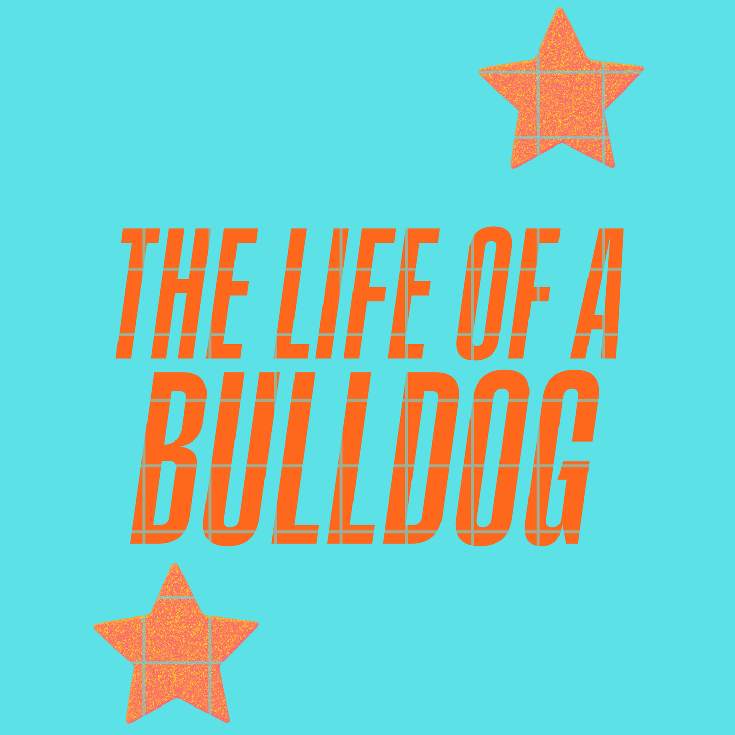 The life of a Bulldog