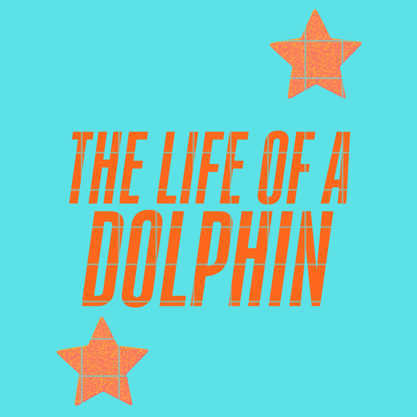 The life of a dolphin