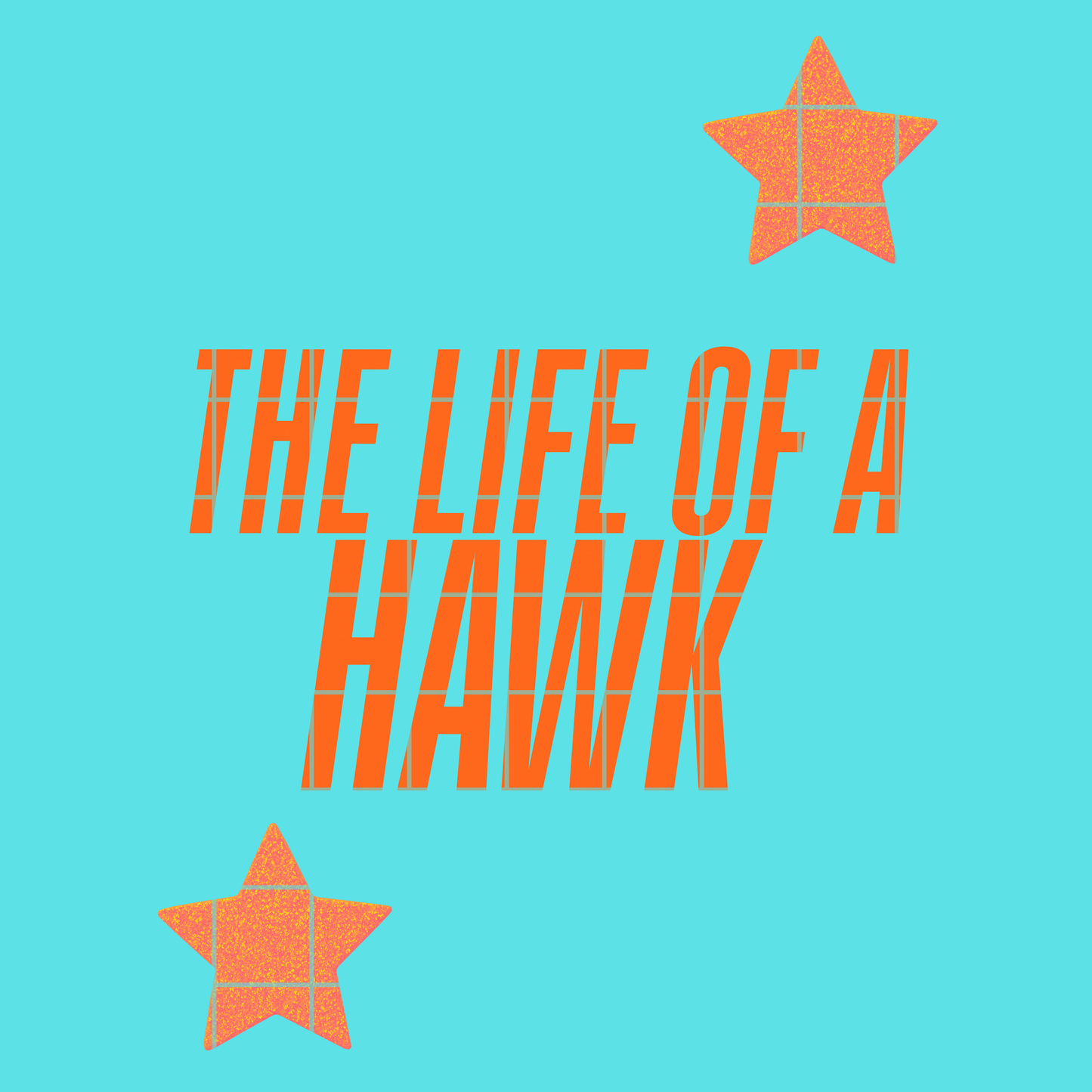 The life of a hawk