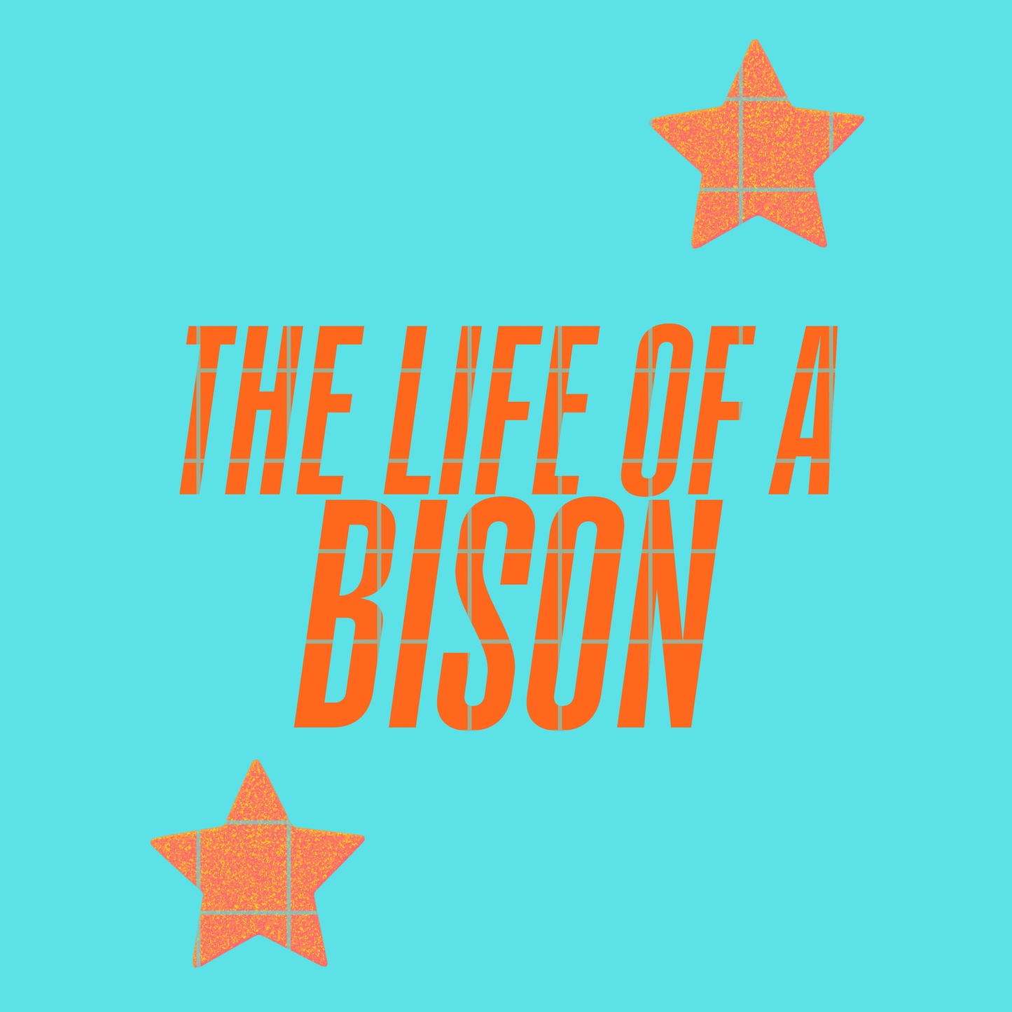 The life of a Bison
