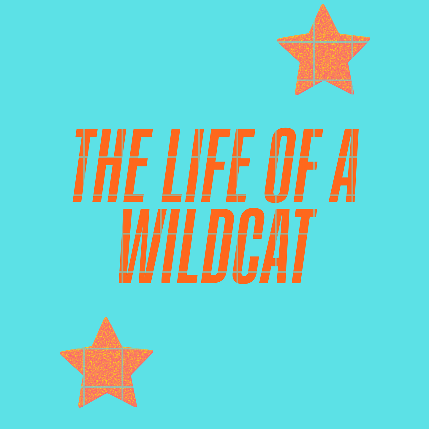 The life of a wildcat