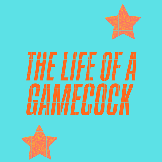 The life of Gamecock