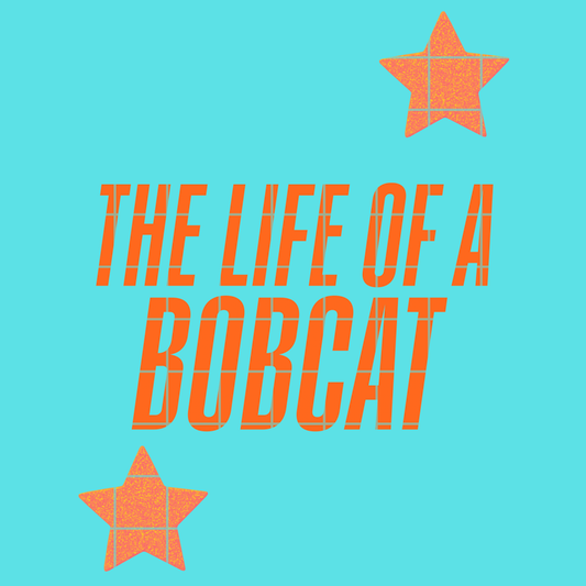 The life of a bobcat